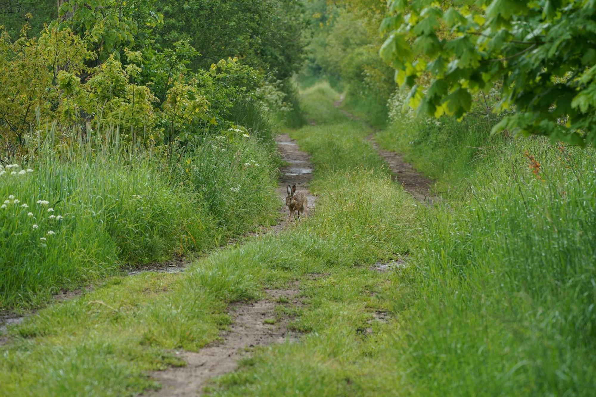 Domki Letniskowe Nad Morzem Ujście-Darłowskie エクステリア 写真